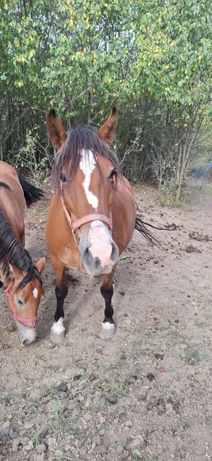 Vând iapă! - imagine 3