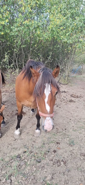 Vând iapă! - imagine 5