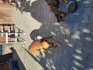 Vand catei rasa visla maghiara