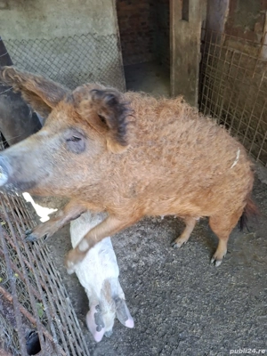 Purcei metisi mangalița 