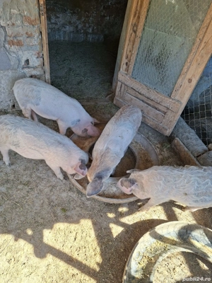 Purcei metisi mangalița  - imagine 4