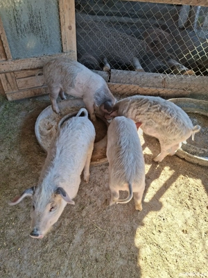 Purcei metisi mangalița  - imagine 3