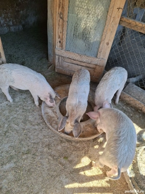 Purcei metisi mangalița  - imagine 2