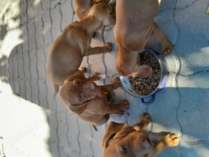 Vand catei rasa visla maghiara - imagine 2 Vand catei rasa visla maghiara - imagine 2