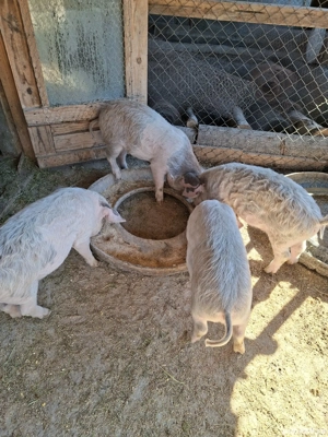 Purcei metisi mangalița  - imagine 5