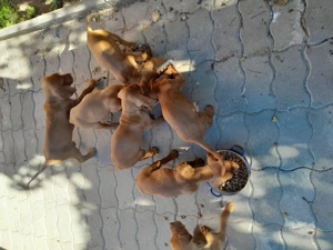 Vand catei rasa visla maghiara - imagine 3 Vand catei rasa visla maghiara - imagine 3