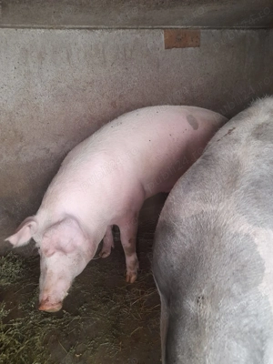 Porci de vânzare 