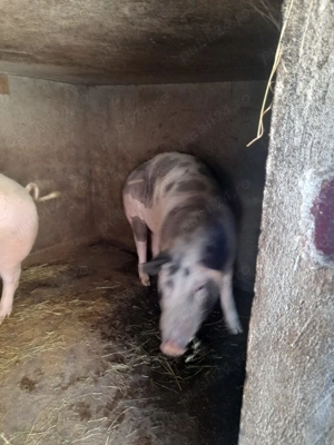 Porci de vânzare  - imagine 3 Porci de vânzare  - imagine 3
