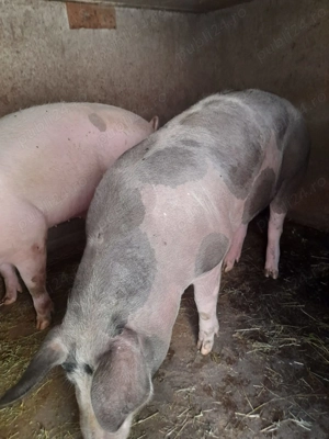 Porci de vânzare  - imagine 2 Porci de vânzare  - imagine 2