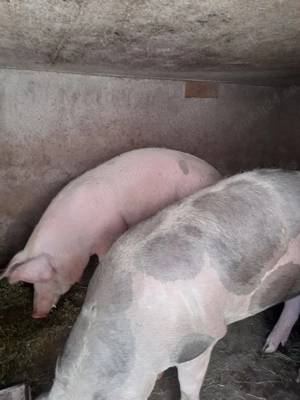 Porci de vânzare  - imagine 4 Porci de vânzare  - imagine 4