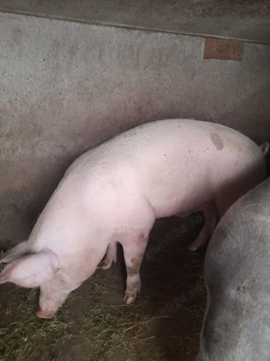 Porci de vânzare  - imagine 5 Porci de vânzare  - imagine 5