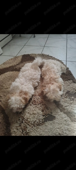 Fetite bichon - imagine 3