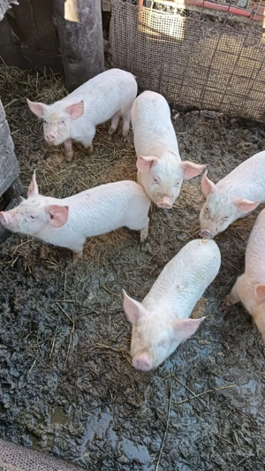 Vand purcei din monta artificiala!