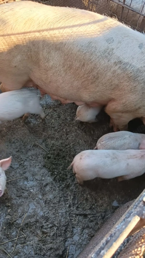 Vand purcei din monta artificiala! - imagine 3