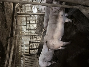 Porci si purcei de vanzare