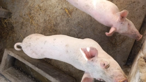 De vanzare - imagine 3