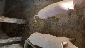 De vanzare - imagine 2