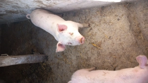 De vanzare - imagine 4