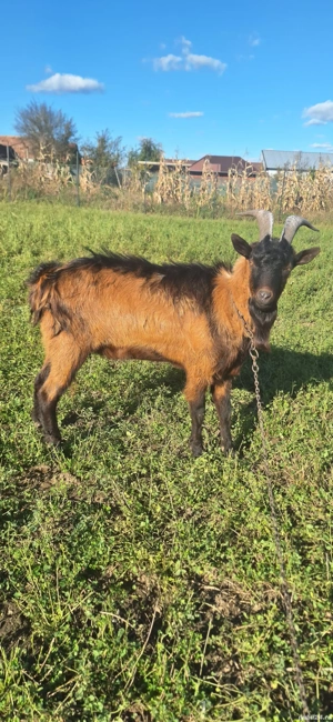 Tap de vanzare sau schimb cu porc, soldani 