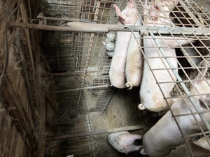 Porci si purcei de vanzare - imagine 2 Porci si purcei de vanzare - imagine 2