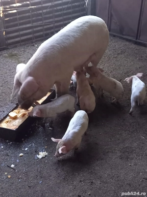 Vând scroafă cu purcei
