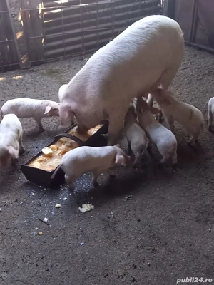 Vând scroafă cu purcei - imagine 3 Vând scroafă cu purcei - imagine 3