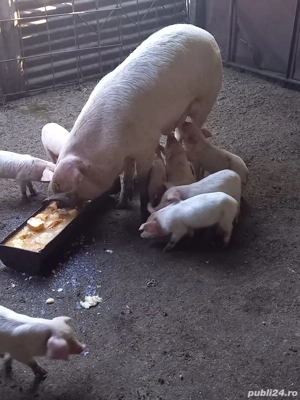Vând scroafă cu purcei - imagine 2 Vând scroafă cu purcei - imagine 2