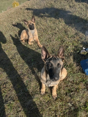 Ciobănesc Belgian Malinois 