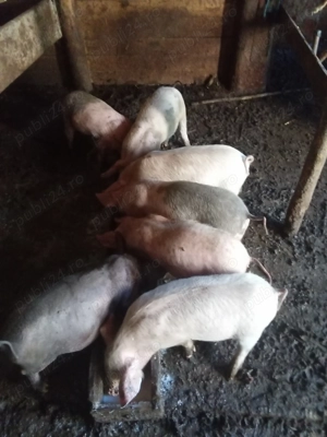 Vand grasuni  - imagine 2 Vand grasuni  - imagine 2