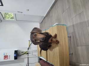 Mascul teckel - imagine 2 Mascul teckel - imagine 2