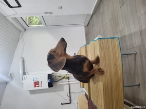 Mascul teckel - imagine 4 Mascul teckel - imagine 4