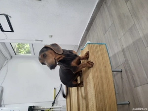 Mascul teckel - imagine 5 Mascul teckel - imagine 5