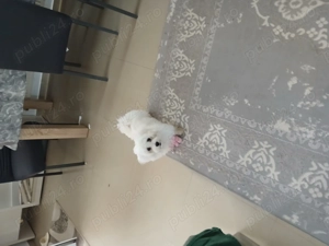 Vând bichon maltez rasa pura în vârstă de 7 luni 
