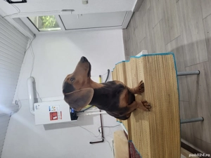 Mascul teckel - imagine 3 Mascul teckel - imagine 3