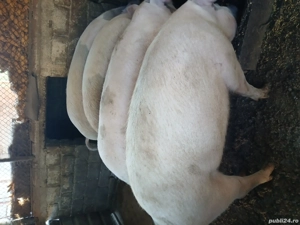 vand porci  - imagine 2