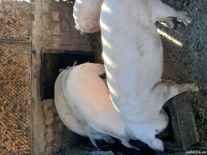 vand porci  - imagine 3