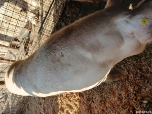 vand porci  - imagine 4