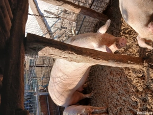 vand porci  - imagine 5