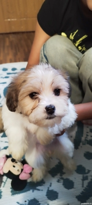 bichon havanez Suceava cățel cățelușă