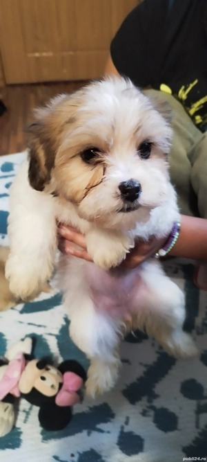 bichon havanez Suceava cățel cățelușă - imagine 3