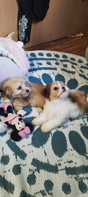 bichon havanez Suceava cățel cățelușă - imagine 5