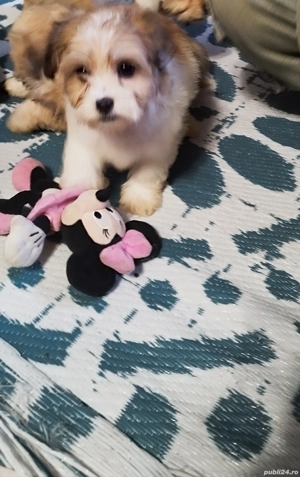 bichon havanez Suceava cățel cățelușă - imagine 2