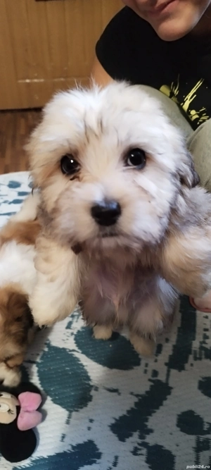 bichon havanez Suceava cățel cățelușă - imagine 4
