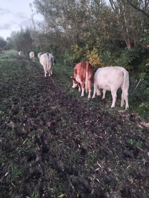 Vând vaci, Comuna Horodniceni, Județul Suceava - imagine 2