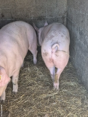 De vânzare porc rasa Landrace - imagine 2