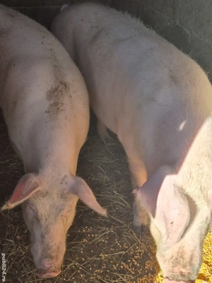 De vânzare porc rasa Landrace - imagine 3
