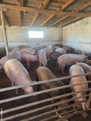 porci romanesti 130 170 de kg