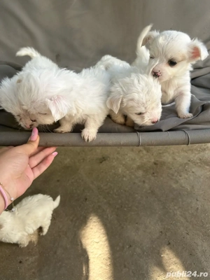 vand catei bichon - imagine 3 vand catei bichon - imagine 3