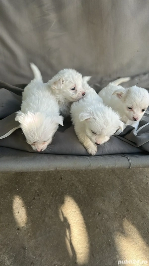 vand catei bichon - imagine 2 vand catei bichon - imagine 2