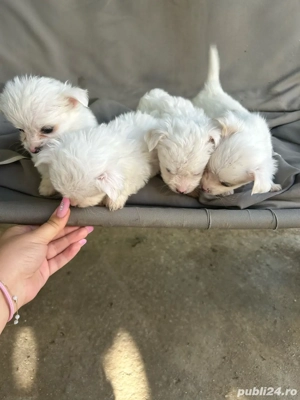 vand catei bichon - imagine 4 vand catei bichon - imagine 4